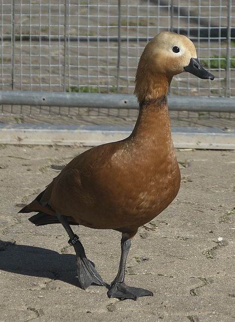 夺得两座总